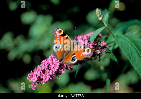 Tagpfauenauge (Inachis Io) auf Bush Sommerflieder (Buddleja Davidii). Stockfoto