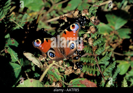 Tagpfauenauge (Inachis Io) auf Blackberry Brombeere (Rubus Fruticosus). Stockfoto