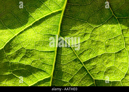 Avocado-Blatt Stockfoto