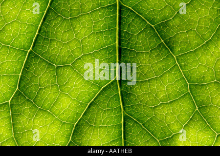 Avocado-Blatt Stockfoto