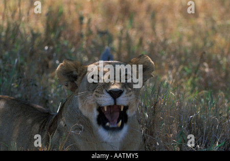 Löwin offenem Mund Serengeti Nationalpark, Tansania Stockfoto