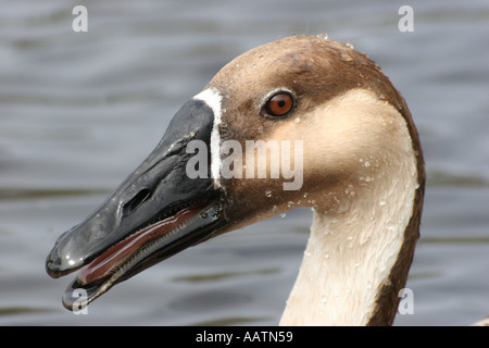 Swan Goose closeup Stockfoto