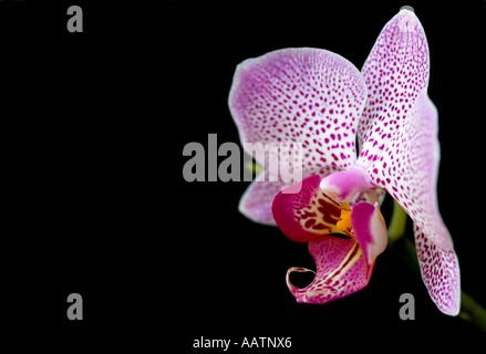 Phalaenopsis. Motte Orchidee vor schwarzem Hintergrund Stockfoto