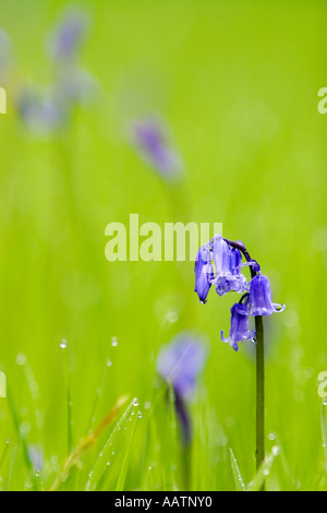 Hyacinthoides non Scripta. BLUEBELL Blume in einem englischen Waldgebiet Stockfoto