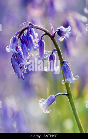 Hyacinthoides non Scripta. BLUEBELL Blume in einem englischen Waldgebiet Stockfoto