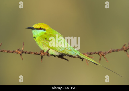 Green Bee Eater thront auf Barbled Draht, Goa, Indien Stockfoto