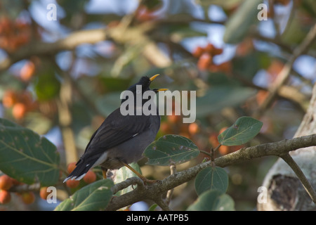 Dschungel Myna Gesang, Goa, Indien Stockfoto