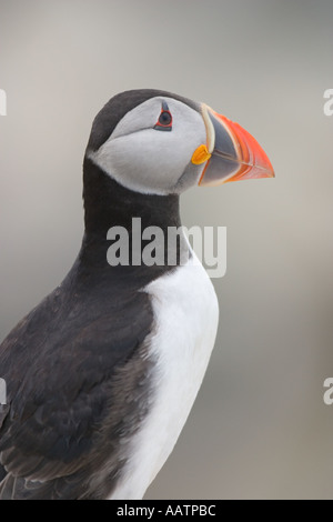 Papageitaucher (Fratecula Arctica) Porträt, Farne Islands, UK Stockfoto