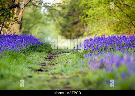 Hyacinthoides non Scripta. Glockenblumen und Weg durch englische Wald im Frühling. Bucknell Hölzer, Northamptonshire. UK Stockfoto