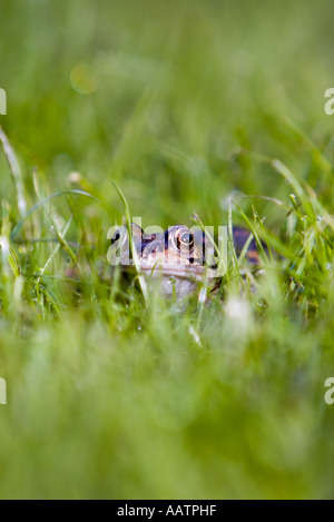 Rana Temporaria. Frosch in den Rasen. UK Stockfoto