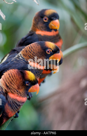 Pseudeos Fuscata. Drei Vögel in Gefangenschaft Dusky lory Stockfoto