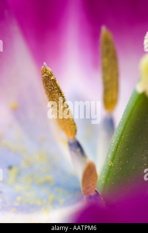Mitte der Blüte rosa Tulpe und Staubfäden Stockfoto