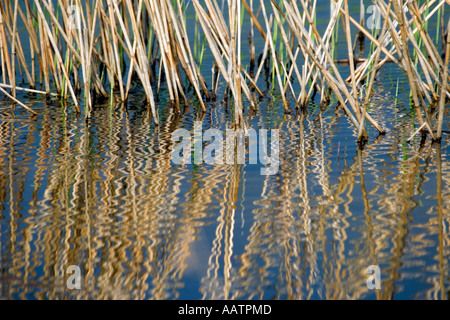 Phragmites Australis. Röhricht spiegelt sich im Wasser auf einem Naturschutzgebiet in England Stockfoto