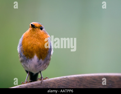 Erithacus Rubecula. Robin steht auf Gartenbank Stockfoto