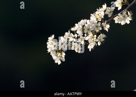Spring Blossom Stockfoto