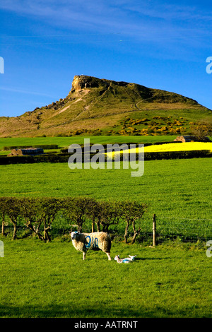 Nähe Topping aus North Yorkshire Aireyholme Farm Stockfoto