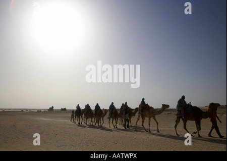 heißen Wüstensonne brannte auf Kamel Zug in der Wüste Sahara Douz Tunesien Stockfoto