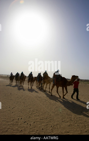 vertikale heißen Sonne brannte auf Sand und Kamel Zug in der Wüste Sahara Douz Tunesien Stockfoto