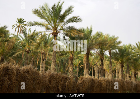 Dattelpalme Zaun und Dattelpalmen auf einer Plantage in Tozeur Tunesien Stockfoto
