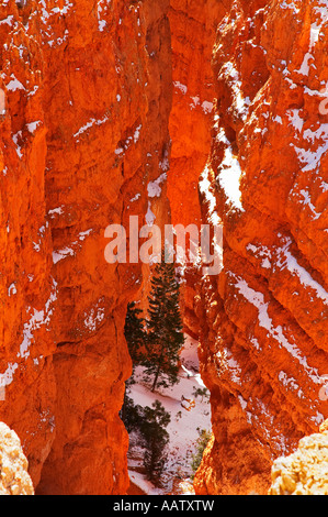 Lone Pine in tiefe Schlucht am Bryce Canyon National Park Utah USA im winter Stockfoto