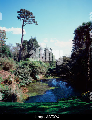 Der Dschungel in die Lost Gardens of Heligan, Cornwall, UK Stockfoto