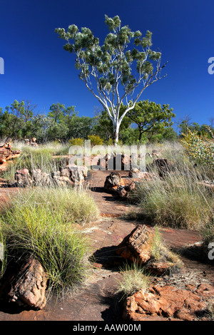 Sandstein und spinifex Landschaft auf dem Wanderweg zu Manning Gorge fällt hart-Station der Gibb River Road Kimberley Region mount Stockfoto