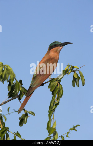 Südlichen Carmine Beeeater Merops Rubicoides juvenile Krüger Nationalpark in Südafrika Stockfoto