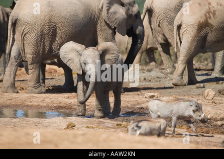 Afrikanischer Elefant Loxodonta Africana Kalb jagen Warzenschweine Addo Elephant National Park in Südafrika Stockfoto