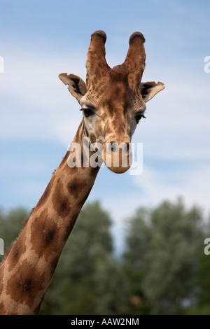 Rothschilds Giraffe Giraffa Plancius Rothschildi Gefangenschaft in Ostafrika heimisch Stockfoto