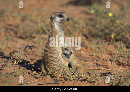 Meerkat Suricata Suricatta Säugling Baby Kgalagadi Transfrontier Park Northern Cape in Südafrika Stockfoto