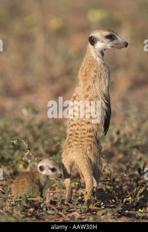 Meerkat Suricata Suricatta mit jungen Kgalagadi Transfrontier Park South Africa Stockfoto