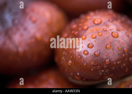 Rosskastanie Aesculus Hippocastanum nach Regen UK Stockfoto