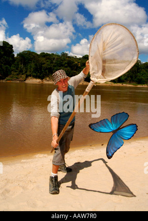 Schmetterling Sammler fangen Schmetterlinge BLUE MORPHO BUTTERFLY Morpho sp Stockfoto