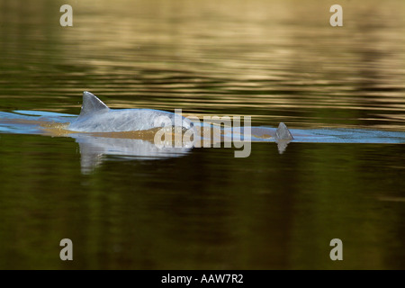 RUND oder grau FLUSSDELPHINEN Sotalia Fluviatilis Lago Preto Erhaltung Konzession, Yavari Fluss Amazonas, Peru Stockfoto