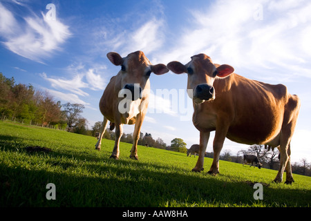 2 Jersey Kühe auf englischen Wiese an Frühlingstag mit blauen Himmel England UK GB Stockfoto