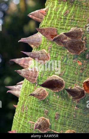 Stacheligen Baum, Singapur Stockfoto