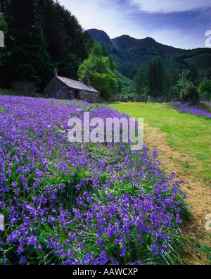 Glockenblumen auf dem Gelände des St. Johns Church, Ballachulish. Stockfoto