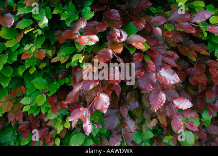Beech hedge Stockfoto
