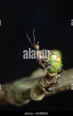 Rote Waldameise Stockfoto