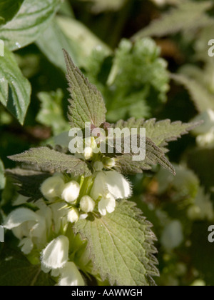 Weiße Taubnessel (Lamium Album), England, UK Stockfoto