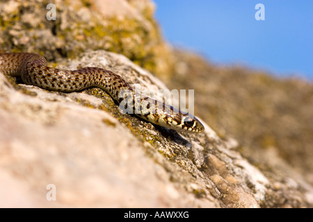 Hierophis Gemonensis Coluber balkan Peitsche Schlange Stockfoto