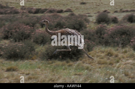 Geringerer Rhea oder Ñandu quer patagonischen steppe Stockfoto