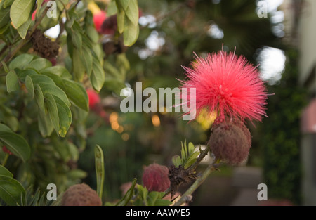 Eine horizontale Farbbild eine rote Blume und Früchte auf einer Flasche Bürste Baum Stockfoto