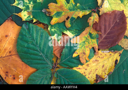Die spektakulären Farben der herbstlichen Blätter Stockfoto