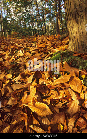 Goldene Herbst Laub auf dem Boden unter einem Baum Stockfoto