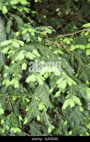 Nahaufnahme des jungen grünen Frühlingswachstums auf einem Eibenbaum - Taxus Baccata in Europa, mit frischen lindfarbenen Triebe und dunklen immergrünen Nadeln. Stockfoto