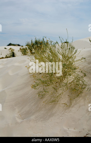 Weiße Sanddünen und Pflanzen im White Sands National Monument in New Mexiko Stockfoto