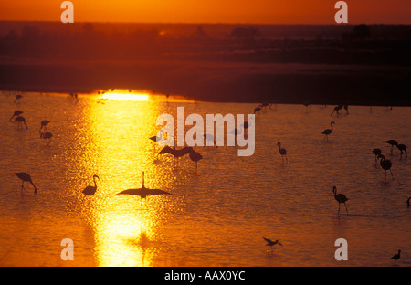 Flamingos bei Sonnenaufgang Etosha Nationalpark Namibia Stockfoto