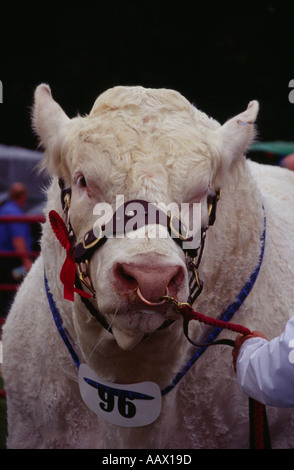 Porträt eines preisgekrönten Charolais Bullen Nairn zeigen Schottland Europa Stockfoto