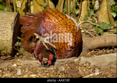 Ein erwachsenes Männchen Fasan (Phasianus colchicus) mit der Oberseite nach unten in einem staub Badewanne Stockfoto